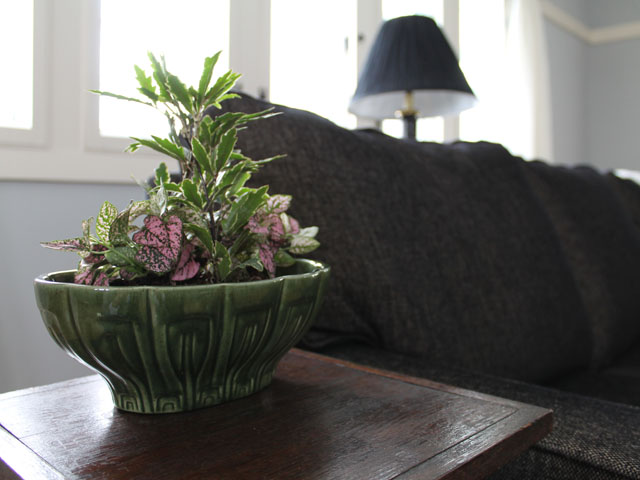 030314-plants6