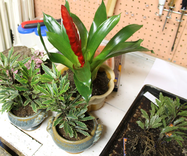030314-plants7