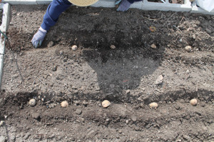 Place the potatoes eye up into the channels