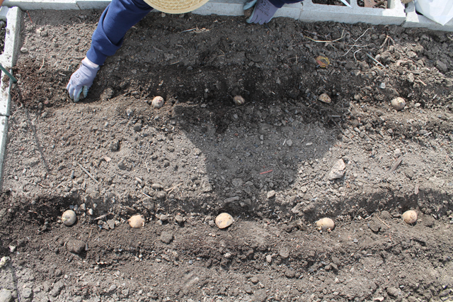 Place the potatoes eye up into the channels