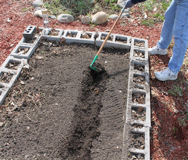 Digging channels for planting potatoes in the garden