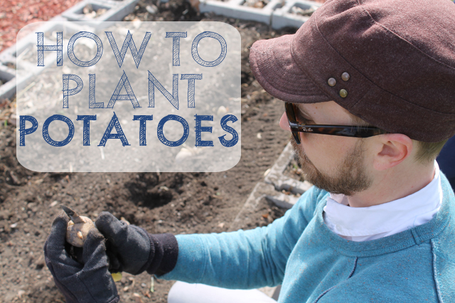 How to Plant Potatoes