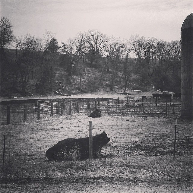 Ode to Cow