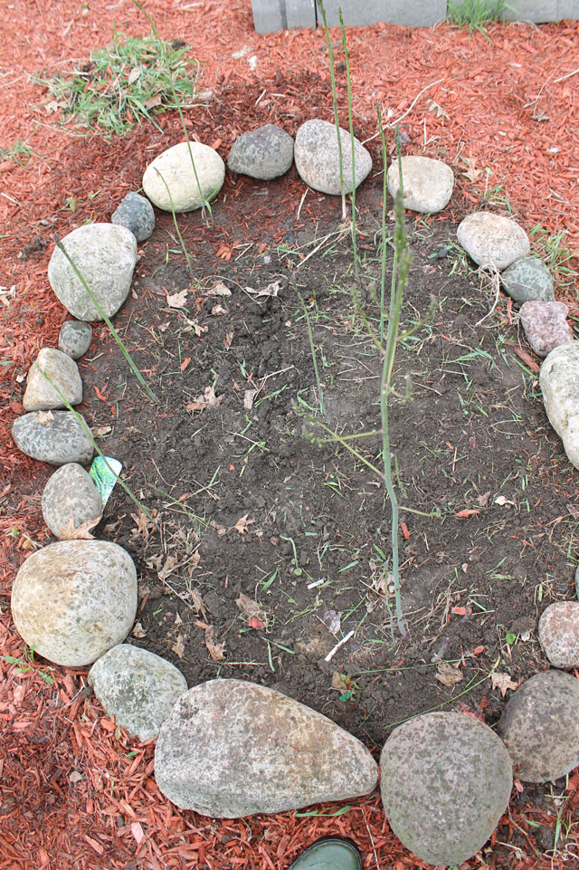 a cleaned asparagus bed. no more weeds!