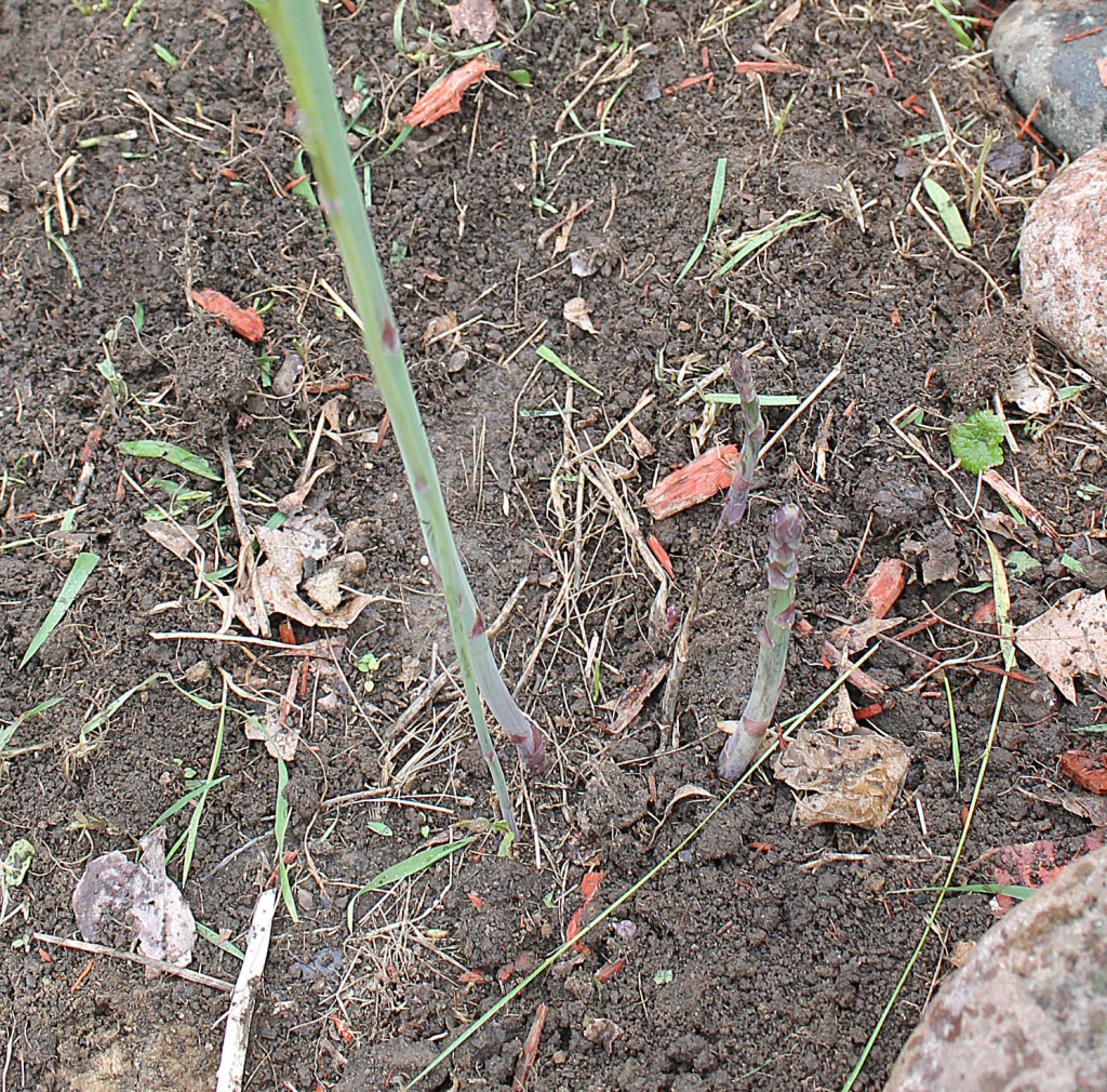 051514-asparagus5