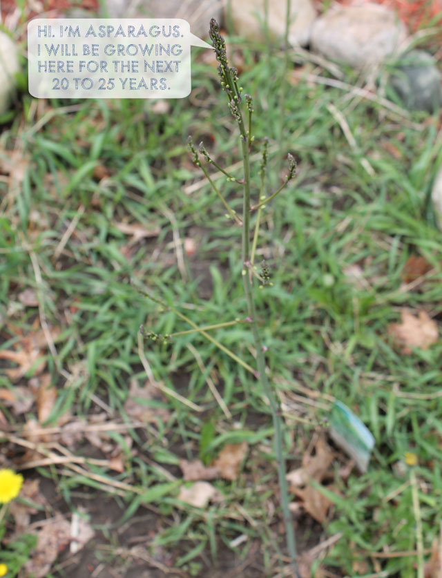 Asparagus is a perennial plant that will yield harvest for 20 - 25 years!