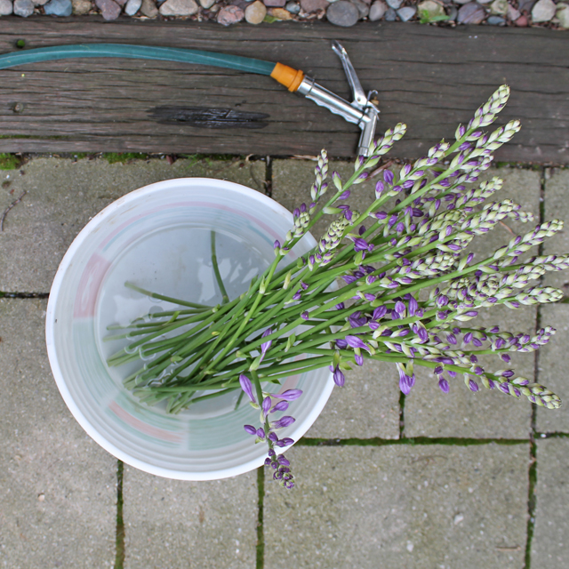 A bucket full of hosta flowers | This American House