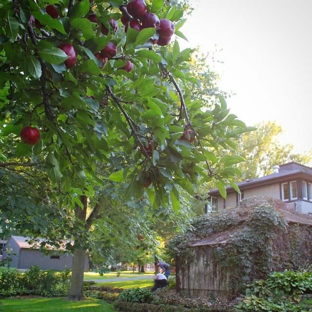Apple Tree at the Delbert Meier House | This American House