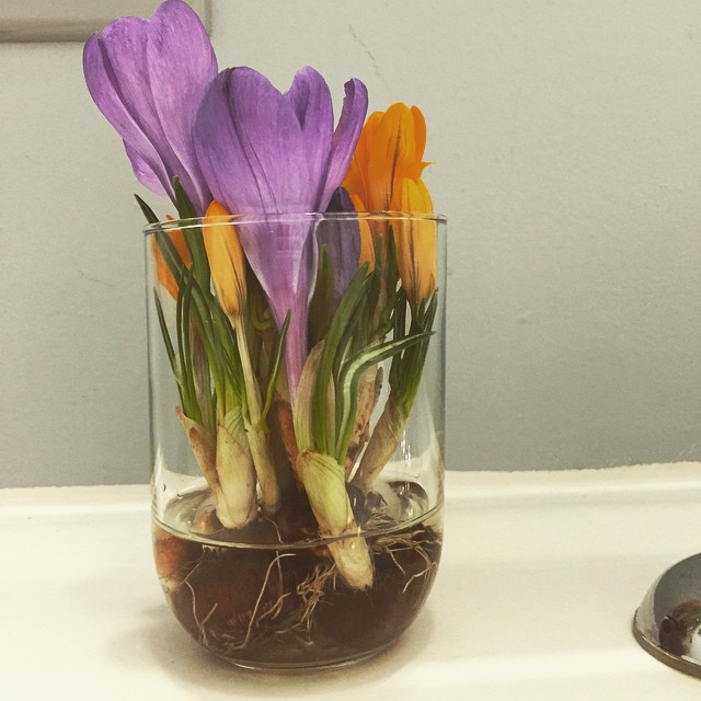 Spring Flowers