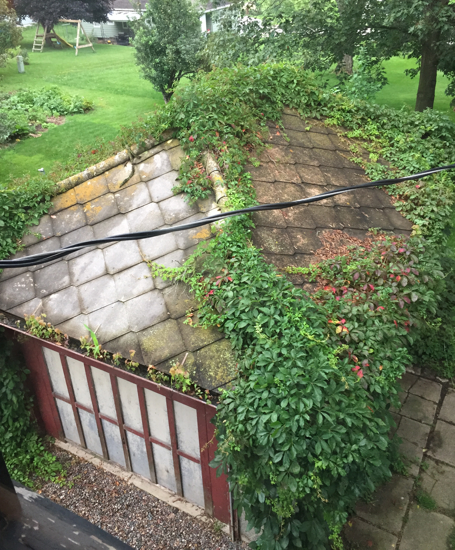 Virginia Creeper growing over the slate roof of an old garage