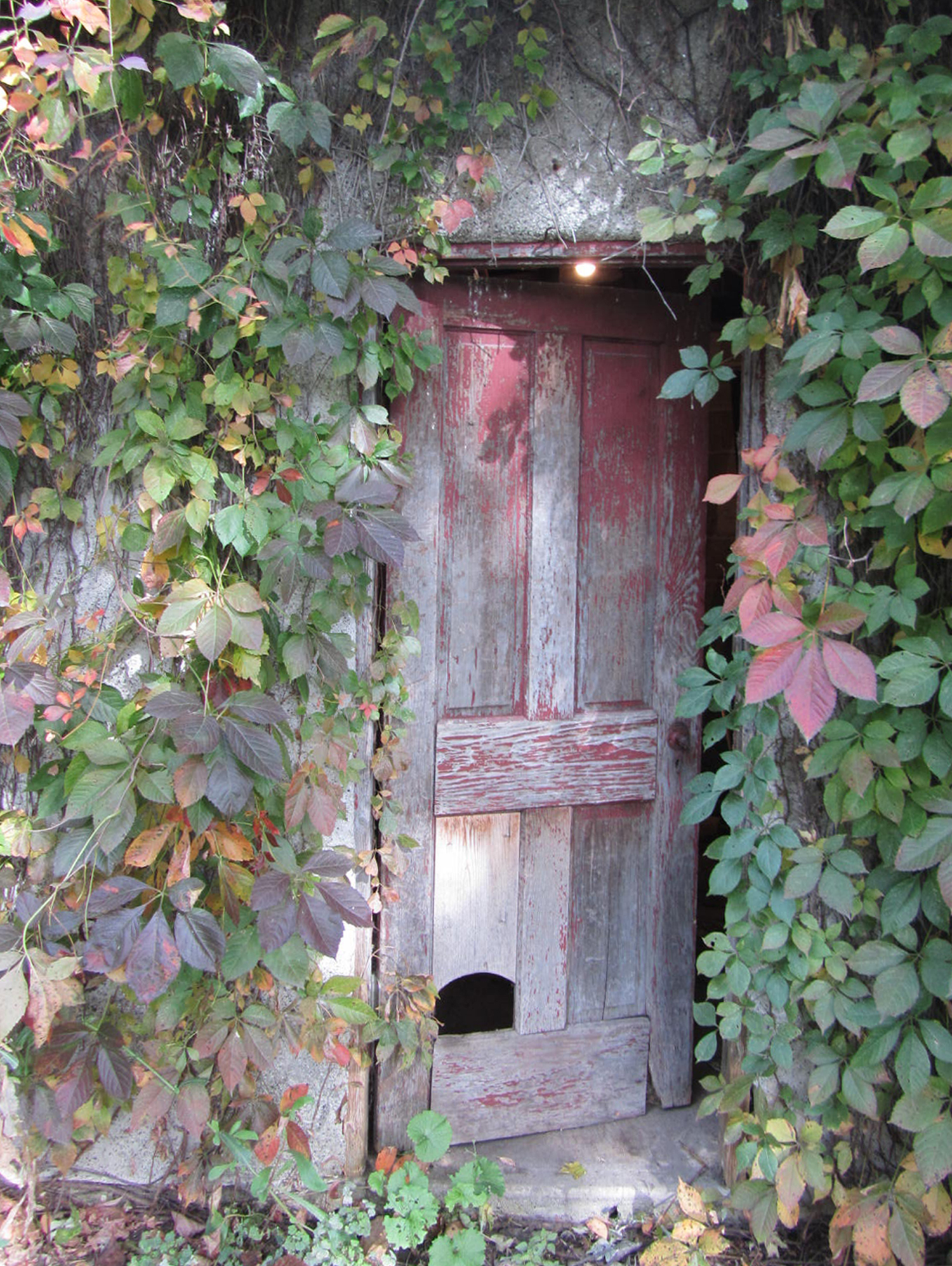 Virginia Creeper vines in early fall