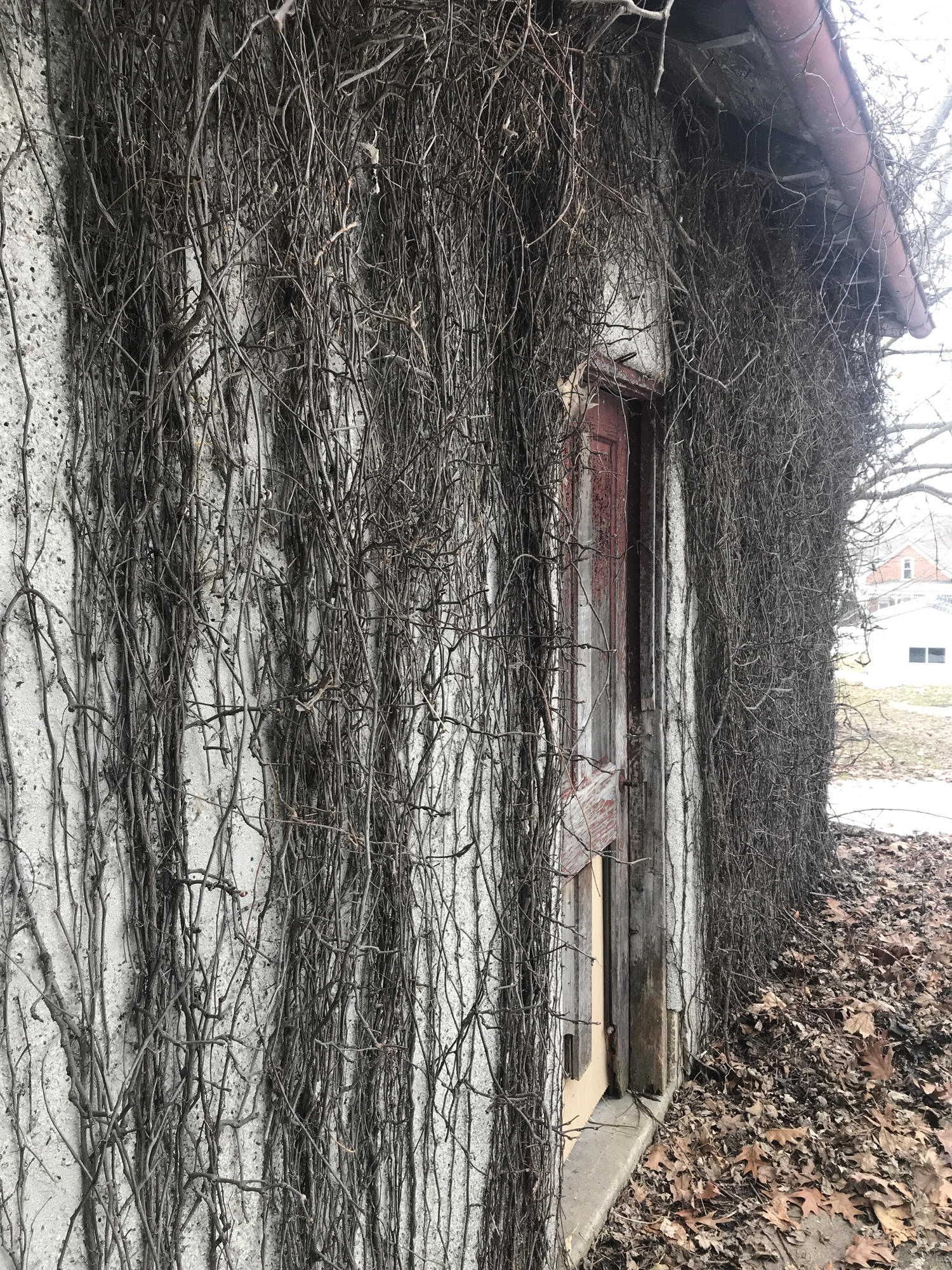 Virginia Creeper vines that has lost its leaves for the winter