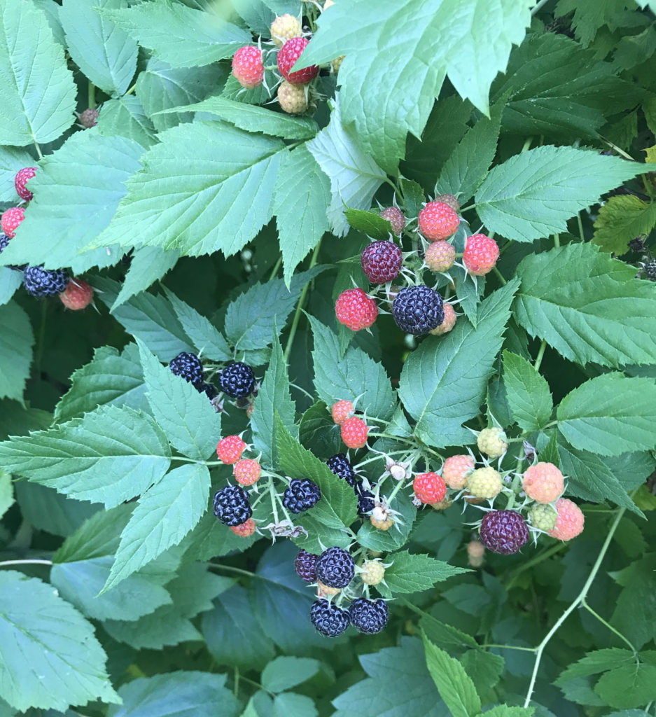 Black Raspberry Bush at This American House